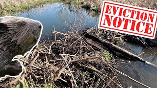 “BEAVERS EVICTION NOTICE” Beaver Dam Removal In The Suburbs