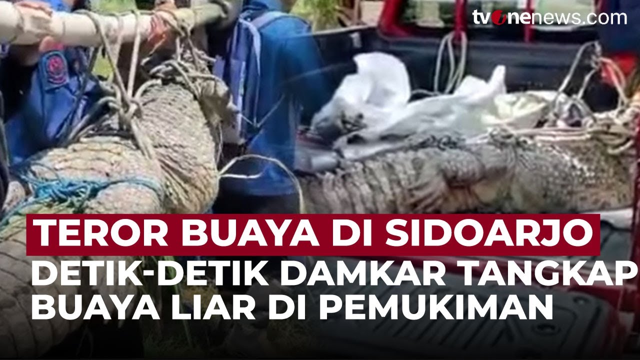 Menegangkan! Buaya Muara 100 Kg Lawan Petugas Saat Ditangkap | OneNews Update