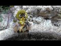 メジロとヒヨドリの水浴び　ジョウビタキも友情出演