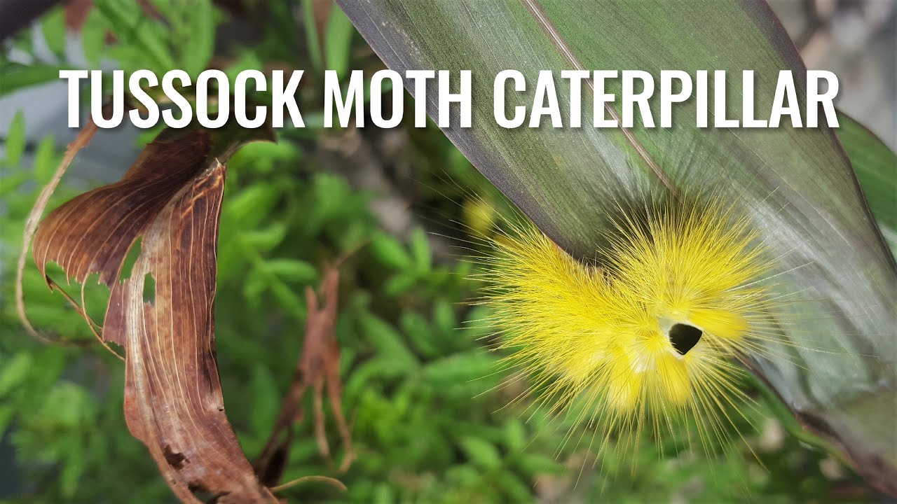 Pale Tussock Moth Caterpillar (Lymantriidae Family) in Kathmandu, Nepal