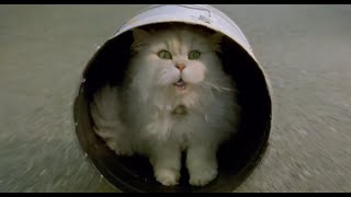 Stuart Little 2 funny scene in Hindi - 4