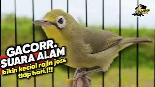 Pancingan Kecial Kuning Suara Alam Paling Ampuh Bikin Kecial Rajin Joss Tiap Hari‼️| PEPADU KECIAL