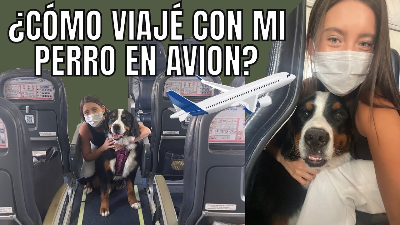 Se puede viajar con perros en avion