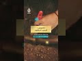 عندما يبكي عالم الآثار.. لحظة الفرح بالإنجاز