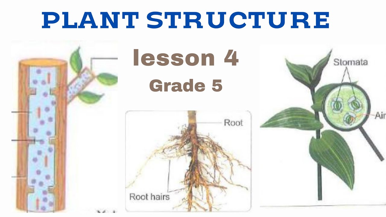 plant Structure | lesson 4 | science grade 5 المنهج الجديد - YouTube