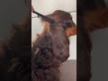 Cocker spaniel dog has the most luscious locks