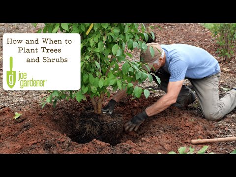 How and When to Plant Trees and Shrubs