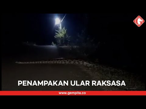 Penampakan Ular Raksasa di Bojonegoro