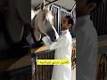 الخيل تدعو لصاحبها خيل عربيه اصيله