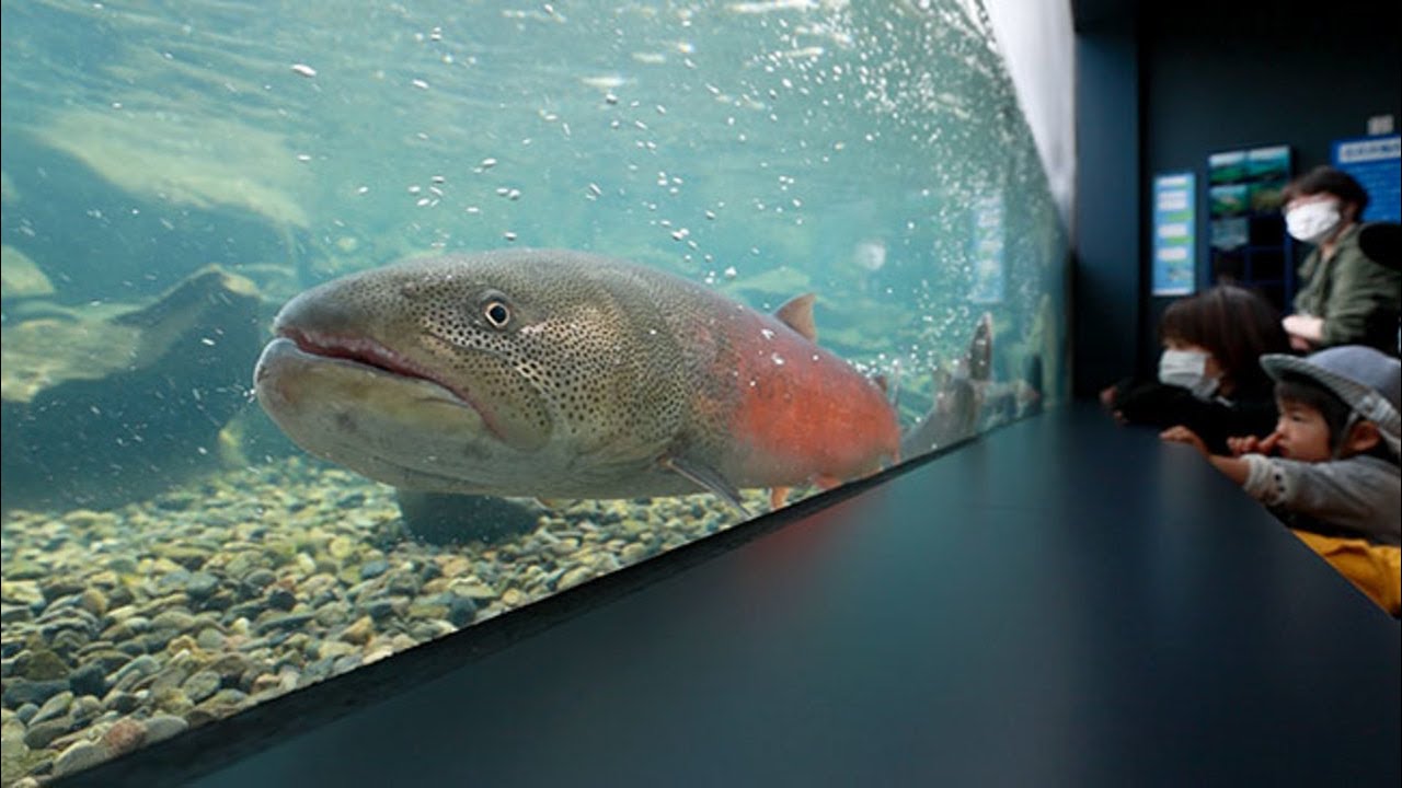 赤いイトウ 自然光の下悠々と 北見・山の水族館で展示 - YouTube