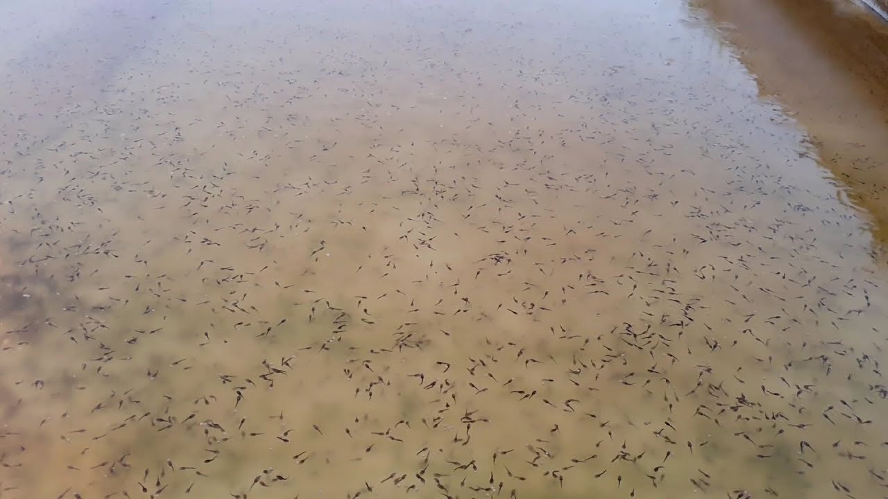 Xử Lý Tảo Đáy Bể Ươm - Nòng Nọc 4 Ngày Tuổi Sắp Chết Hàng Loạt 😢😢