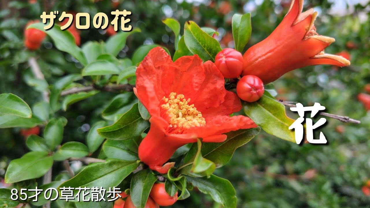 ザクロ(柘榴)の花って こんなに美しい！2026.5.26撮影 - YouTube