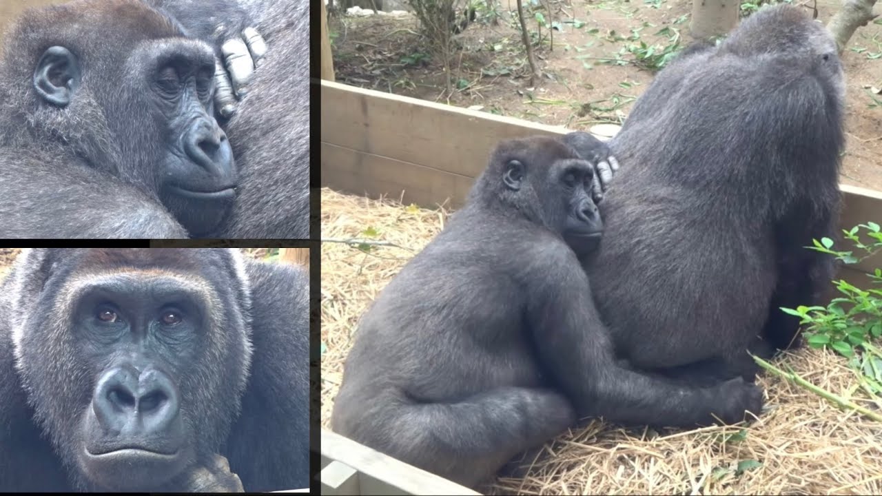 Gorilla⭐️Kintaro fell asleep while grooming his beloved mother's