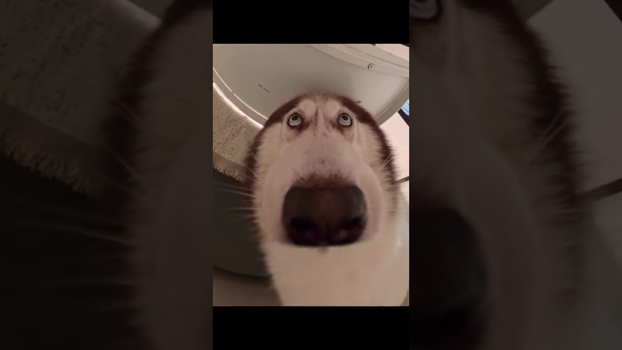 Funny Husky Close Up Face 🤣👃 (Wait for it!) 