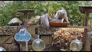 Squirrel vs Chipmunk video. Funny Chipmunk runs into Squirrel. Angry Chipmunk and friendly Squirrel.