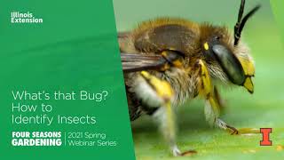 What's That Bug? How to Identify Insects