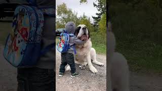 Why Saint Bernards Are Such Sweethearts #animals #cute #shorts