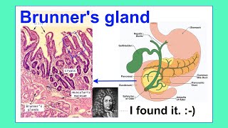 Brunner's gland