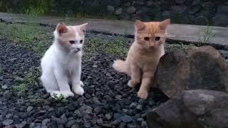 anak Kucing yang kebingungan saat bermain batu..|| confused kitten playing with stones..Kucing Sehat by kucing meaung 2,390 views 10 months ago 4 minutes, 52 seconds