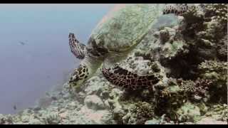 The Jetlagged - Turtle diving on the Maldives (GoPro)
The Jetlagged are diving on the Maldives and having a very close encounter with this pretty Hawksbill Turtle!
Music: Sumo Style by Megashira.
Check out: http://www.myspace.com/originalmegashira
Diving and travelling around the world.
Join us on http://www.facebook.com/thejetlagged !
The video was shot on a liveaboard tour on the Maldives on the Hammerhead 2. If you want to enjoy a trip to the Maldives yourself, get in touch with us or book directly on http://www.hammerhead2.de . The Jetlagged - Turtle diving on the Maldives (GoPro)