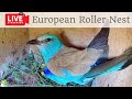 Birdcamit  live european roller nest  inside camera