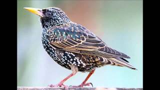 starling european birds sound call bird common grackle
