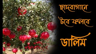 টবে ডালিম/আনার/বেদানা গাছের প্রতিস্থাপন ও সম্পূর্ণ পরিচর্যা || Pomegranate on rooftop garden