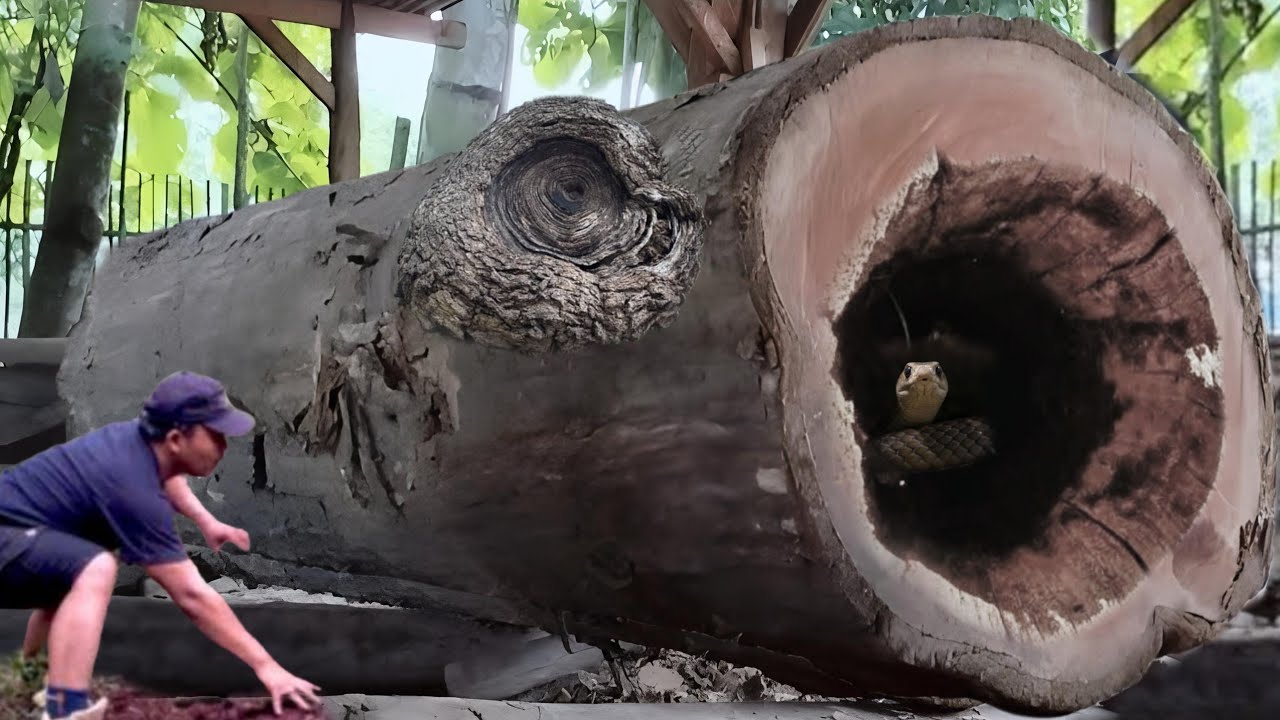 Find super teak wood directly in the sawing process - YouTube