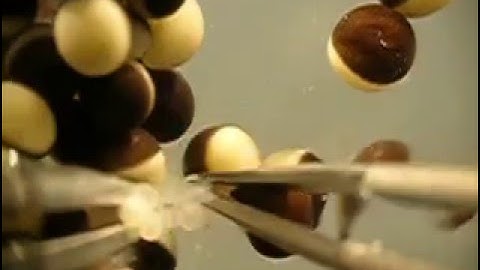 Manual defolliculation of Xenopus oocytes