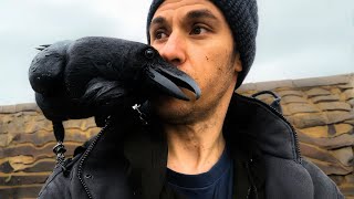 Vom Wildtier Zum Familienmitglied: Der Rabe, Der Wie Ein Kind Liebt