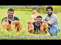 Pomeranian||പോമറേനിയൻ നായ കുഞ്ഞുങ്ങളെ വാങ്ങാം.