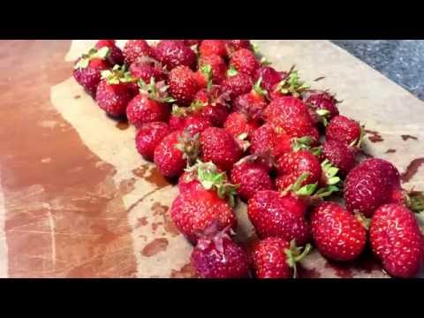 What are fraises des bois?