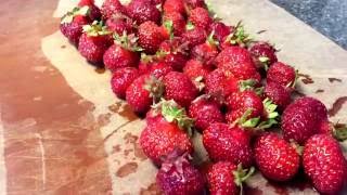 What Are Fraises Des Bois?