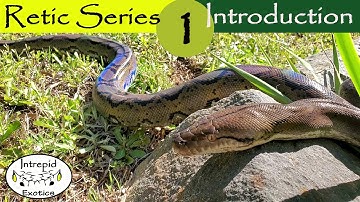 🟢What is a Reticulated Python?