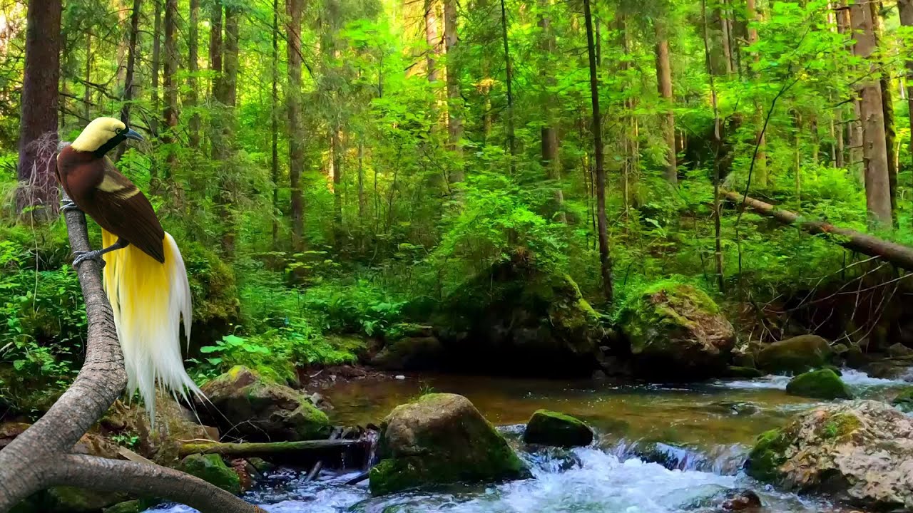 Birdsong, Sound of Water, Relaxing Nature Sounds in Forest - YouTube