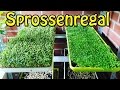 SprossenRegal selbst bauen für Weizengras /Gerstengras und Sprossenzucht