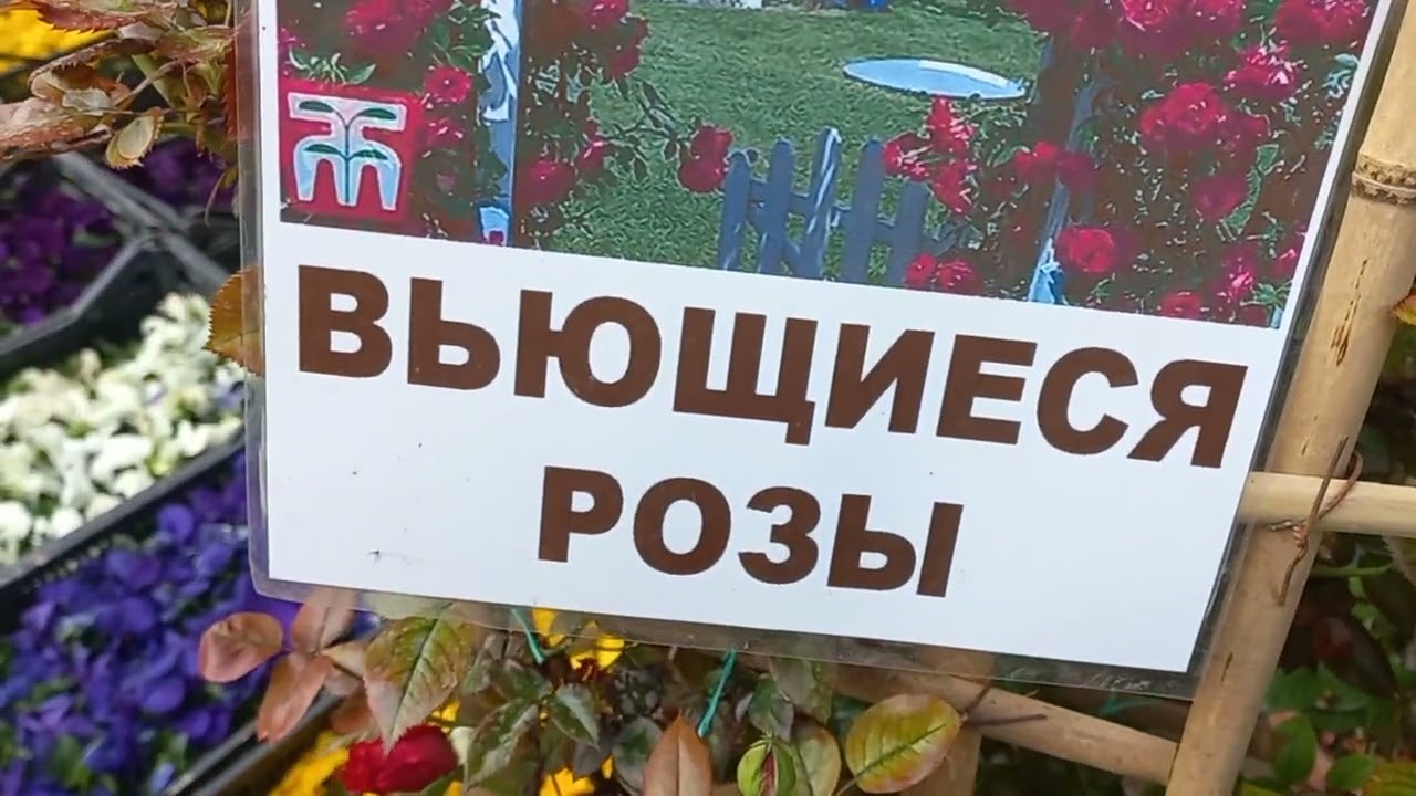 24 ФЕВРАЛЬ ГЛИЦИНИЯ ГУЛЛАРИ🪻🪻🪻🪻🪻🪻🪻🪻