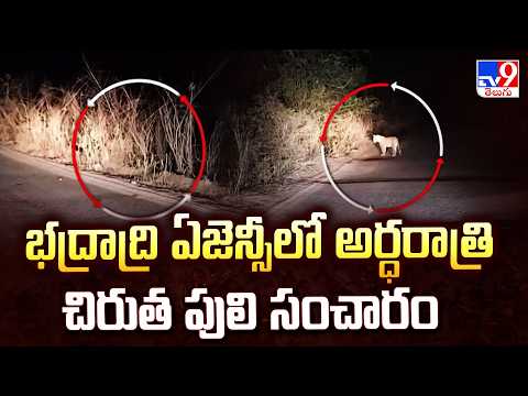 Midnight leopard scare in Bhadradri : భద్రాద్రి ఏజెన్సీలో అర్ధరాత్రి చిరుత పులి సంచారం - TV9 - TV9