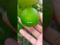 Jeruk Limau Citrus Lemon Limau Gardening Sumbar 2026