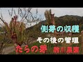 タラの芽副芽・側芽の収穫とその後の管理　目指せ100品目　邑南町　駒川農園　21.4.23