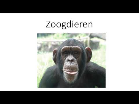 Video: Huidige Perspectieven Op Mechanismen Van Opname En Verwerking Van Ribonucleotide In Zoogdier-DNA