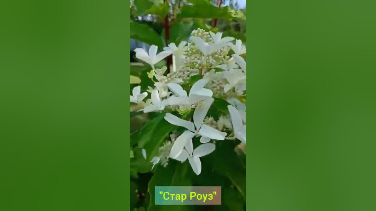 "Стар Роуз" Гортензия Метельчатая 06.08.22г. #наташинИсерёжинСАД - YouTube