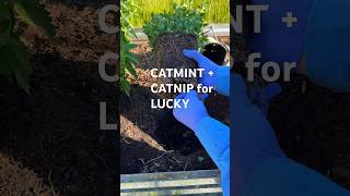 “Planting Catmint Beside Catnip for Lucky the Cat” #backyardgarden