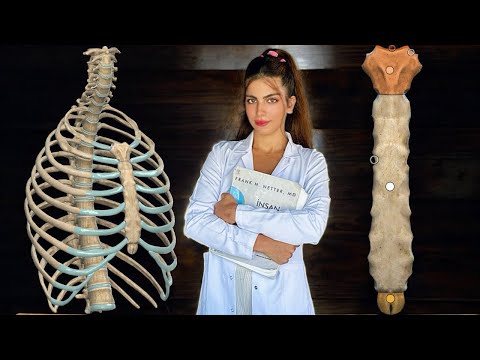 آناتومی استخوان جناغ سینه آناتومی عضلات سینه     آناتومی قفسه سینه استرنوم