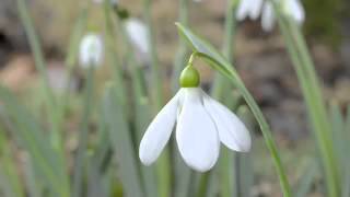 Snowdrop time lapse sequence (Gymnastics)