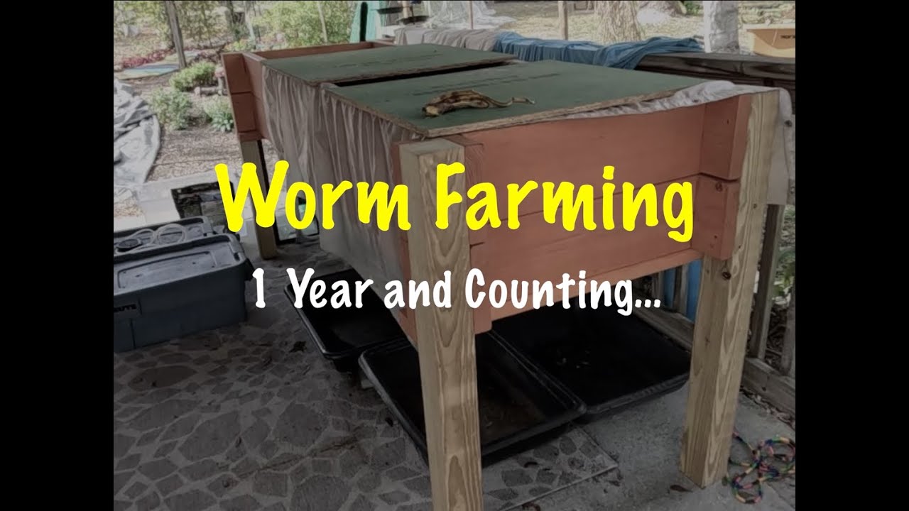Разведение червей: год спустя