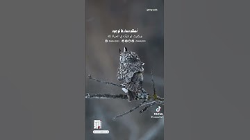 أعظم دعاء #سورة_الفاتحة 🤲🏻♥️ سوره الفاتحه