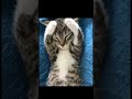 仔猫の恥じらい