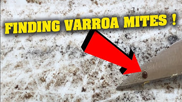 Inspecting Drone Brood for Varroa mites (and finding some!). Beekeeping.