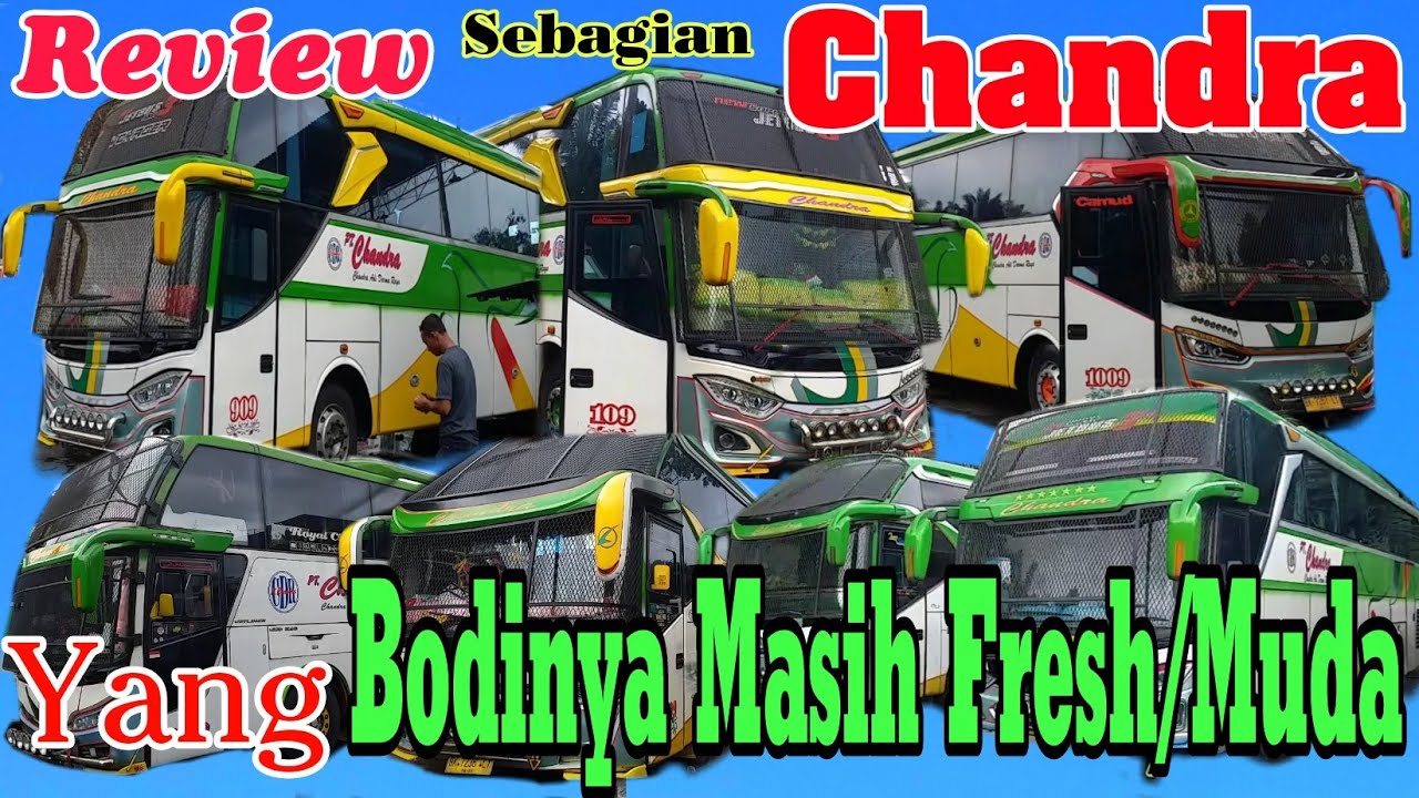 REVIEW SINGKAT SEBAGIAN BUS CHANDRA YANG BODY NYA MASIH FRESH,MUDAH,MULUS
